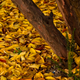 Illustration for article titled Shooting Challenge Fall Leaves Gallery 10